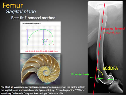Femur Sagittal plane Femur Sagittal plane